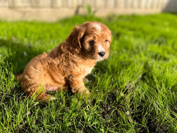 brown, red cavoodle puppy on grass