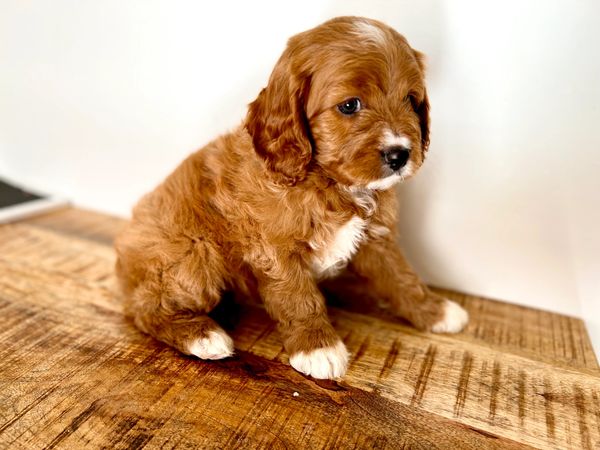 Cavoodle brown puppy with white chest on wooden floor