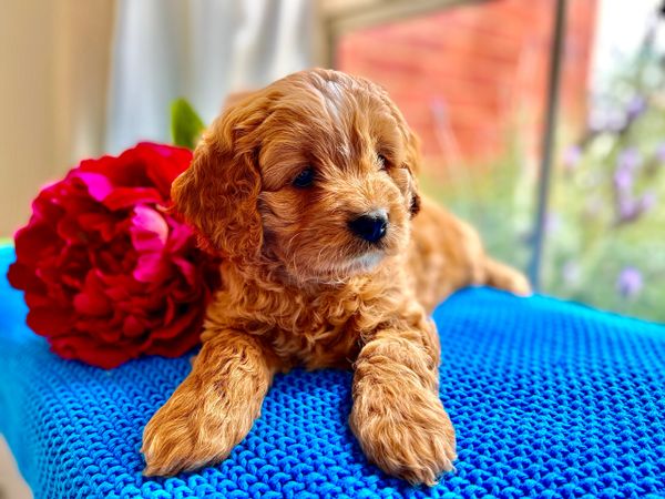 beautiful mini cavoodle femalewith red flower by the window