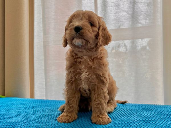 Apricot cavoodle male on blue blanket by the window
