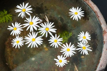 water dish with flowers