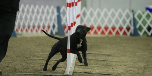 A dog weaving through poles in an agility course.