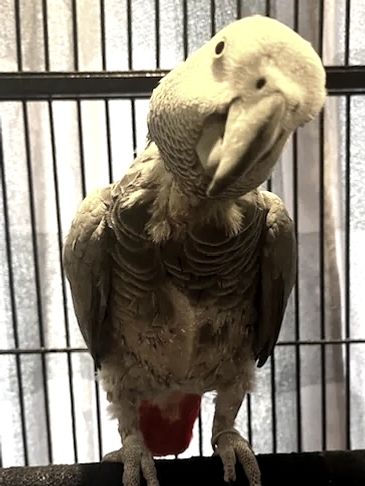African Gray parrot day one after getting home.  Trying to stop the plucking