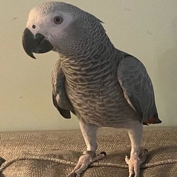 African Grey parrot wanting scratches