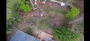 TREE REMOVAL WITH TREE CLIMBER CLIMBING HIGH IN TREE TO CUT TREE DOWN IN SMALL SPACE