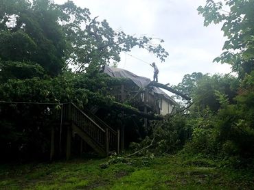 fast response tree service, same day removing tree from house