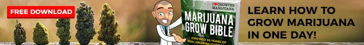 learn how to grow cannabis in one day