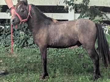 Power Point is a gorgeous colt who was born black, but will likely be a grey or blue roan. His sir