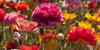 SAN Diego Flower fields 
Carlsbad
Open daily flower fields 
Pack and Dash recommends a visit here