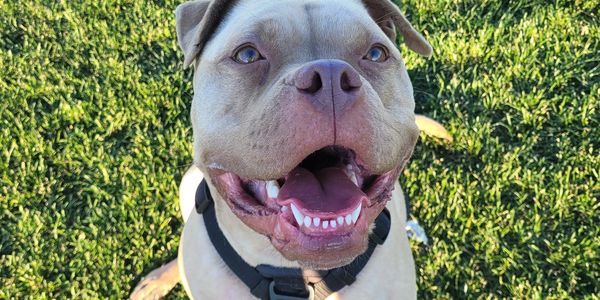 Mystic, the dog behind the dream of Mystical Gigi’s Safe Haven, smiling in the grass