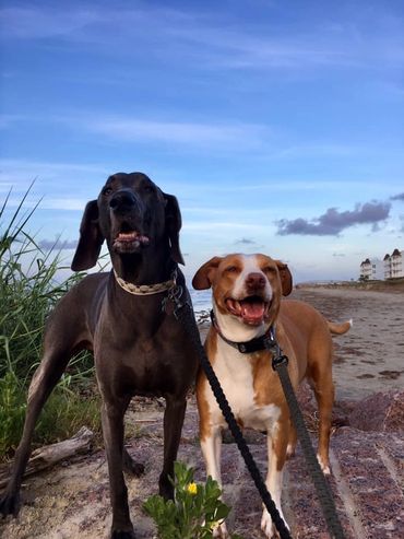 A Black dog with Brown dog sheet on the beach