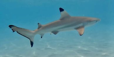 blacktip Shark in Koh Tao Thailand