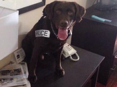 Police Dog Gus