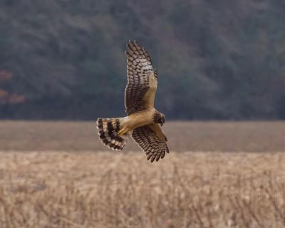 A hawk gracefully glides over a field with wings spread wide.