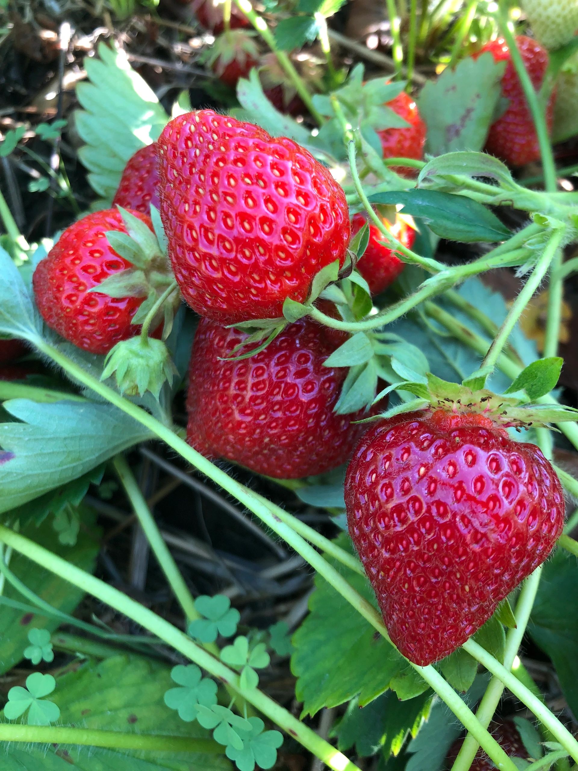 Strawberries on the plant.