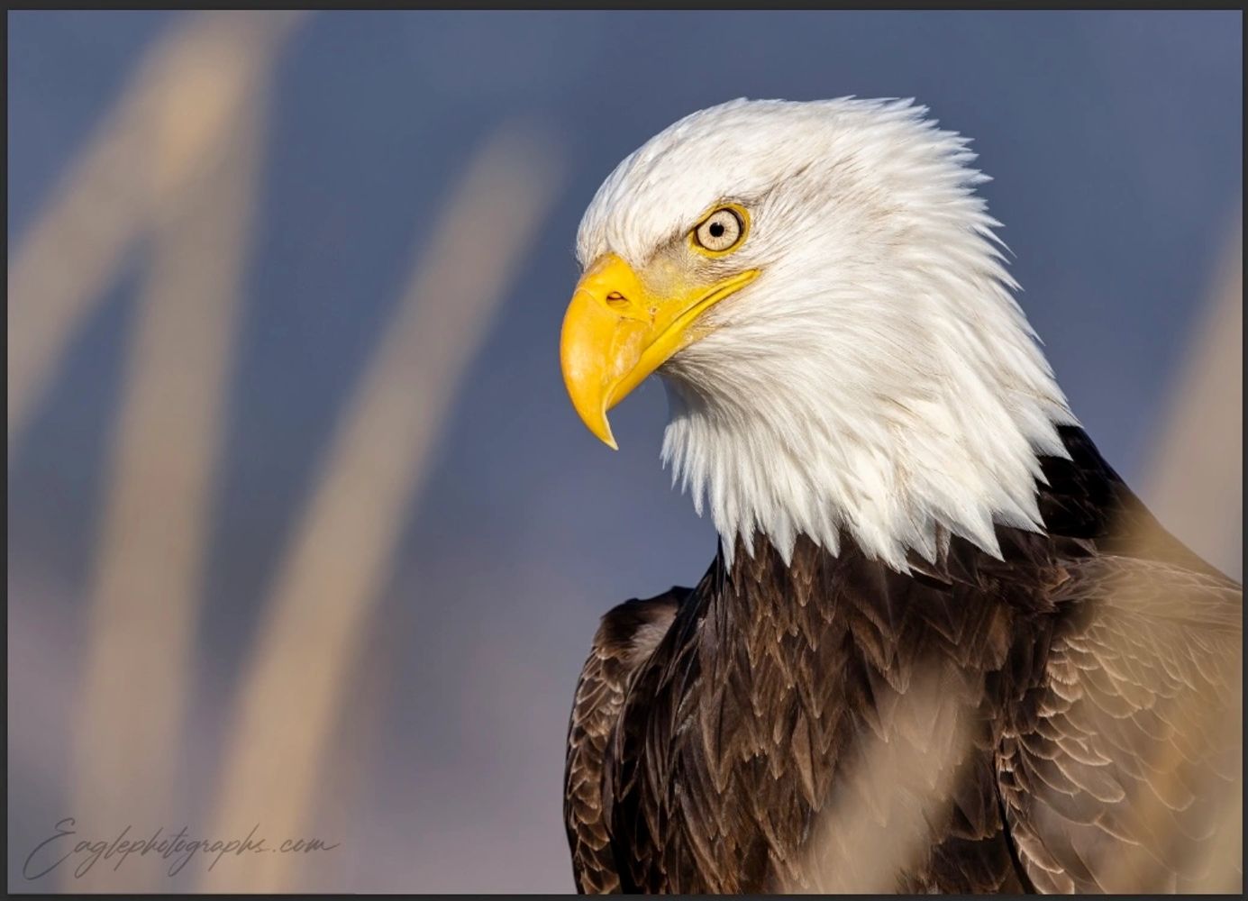 Bald eagle (Haliaeetus leucocephalus) photographed in Alaska by Malcolmn Ramsey