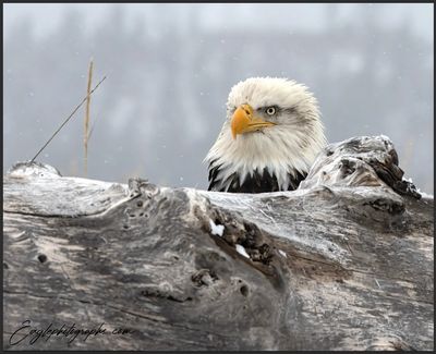 Bald eagle (Haliaeetus leucocephalus)  photographed in Alaska. - (C) 2023 - Eaglephotographs.com,