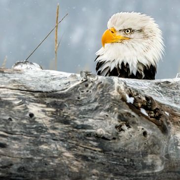 Bald eagle (Haliaeetus leucocephalus)  photographed in Alaska. - (C) 2023 - Eaglephotographs.com,