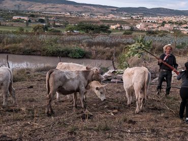 Cows grazing in open field outside Degollado during family trip