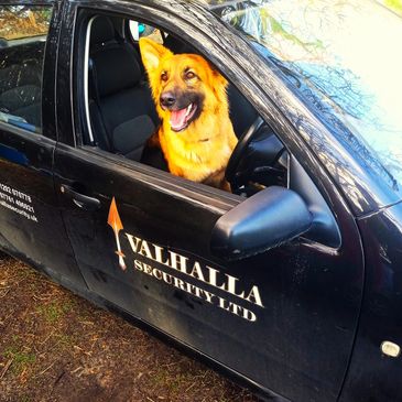 Our team Visited a site and the clients dog decided to take a seat in the patrol vehicle