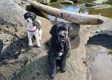 Steps away from the beach at Orlebar Point B&B