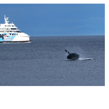 If you're lucky enough, you may see orcas or humpbacks as the ferries sail by.