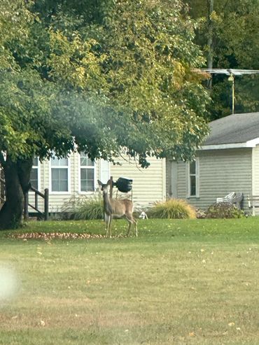 Deer in the front yard