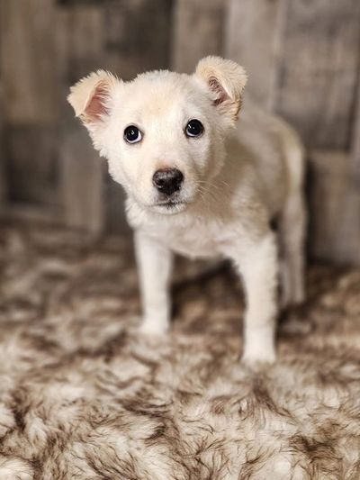 Adorable white puppy standing on a soft textured surface.