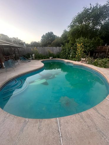 Backyard swimming pool with clear water and surrounding garden.