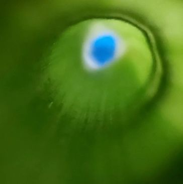 Close-up of a green surface with a blue spot.