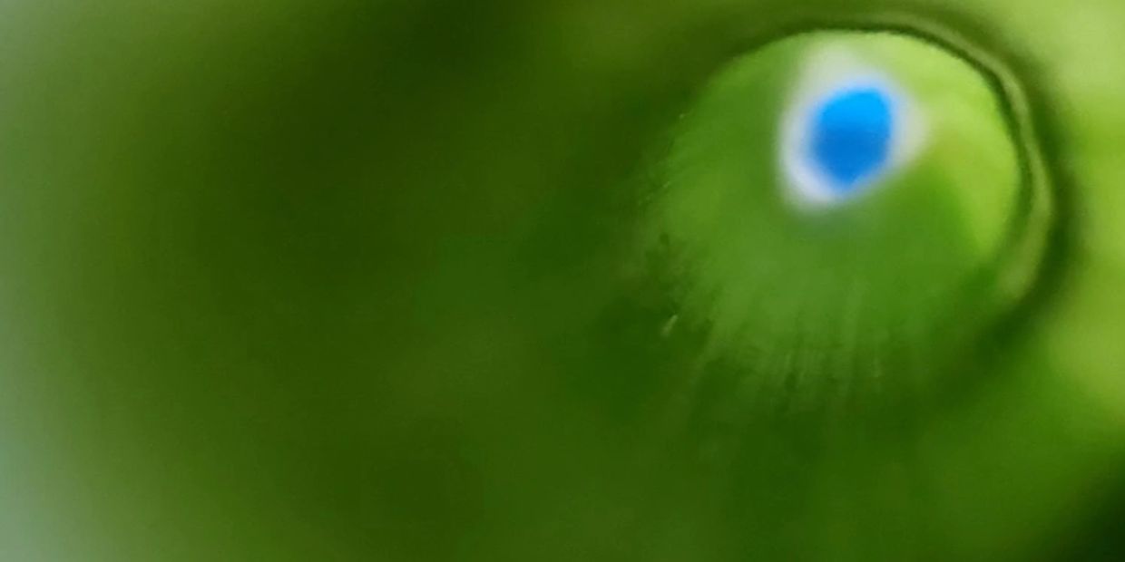 Close-up of a green surface with a blue circular pattern.