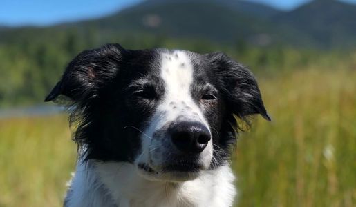 black and white dog in front of mountains on a walk