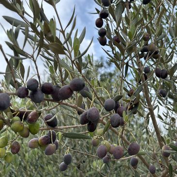 Branches of an olive tree with ripe olives.