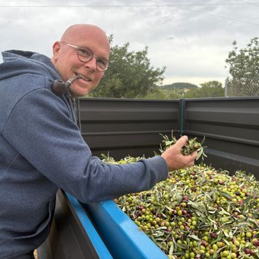Man holding freshly harvested olives, smiling beside a large container full of olives.