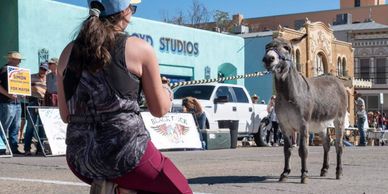 A woman kneels taking a photo of a donkey in an outdoor setting.