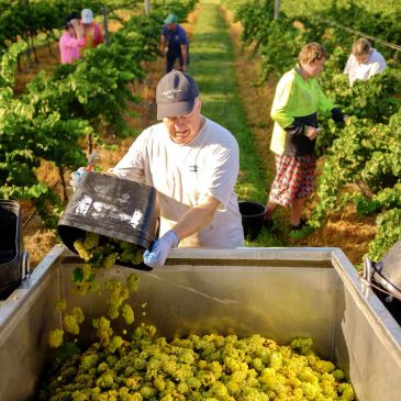 Man dumping grapes into a large container in a vineyard.