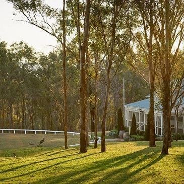 Sunlit trees and a house with geese on a green lawn.