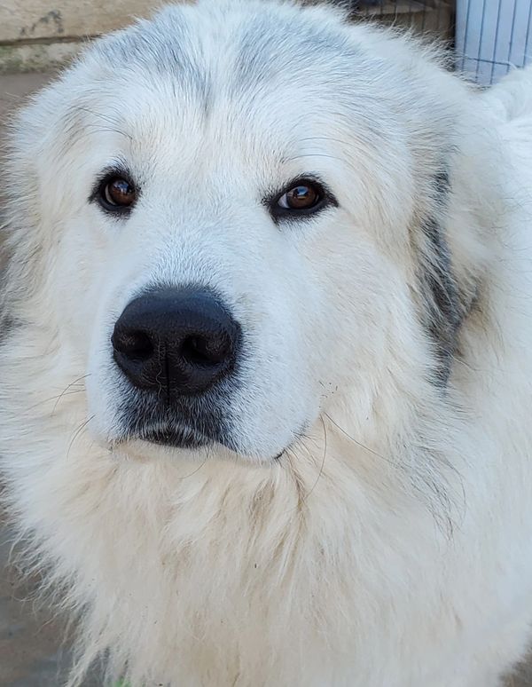 "Pride" Sire of Maggie's litter of Great Pyrenees Puppies