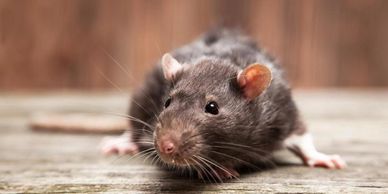 Effective rodent prevention for Amarillo homes exterminated this rat
