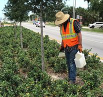 Fertilizer application in center median planting on FDOT Right of Way.