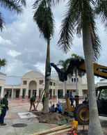 K&S Services installing a new Royal Palm at Town of Jupiter Community Center