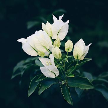 White Bougainvillea flowers.