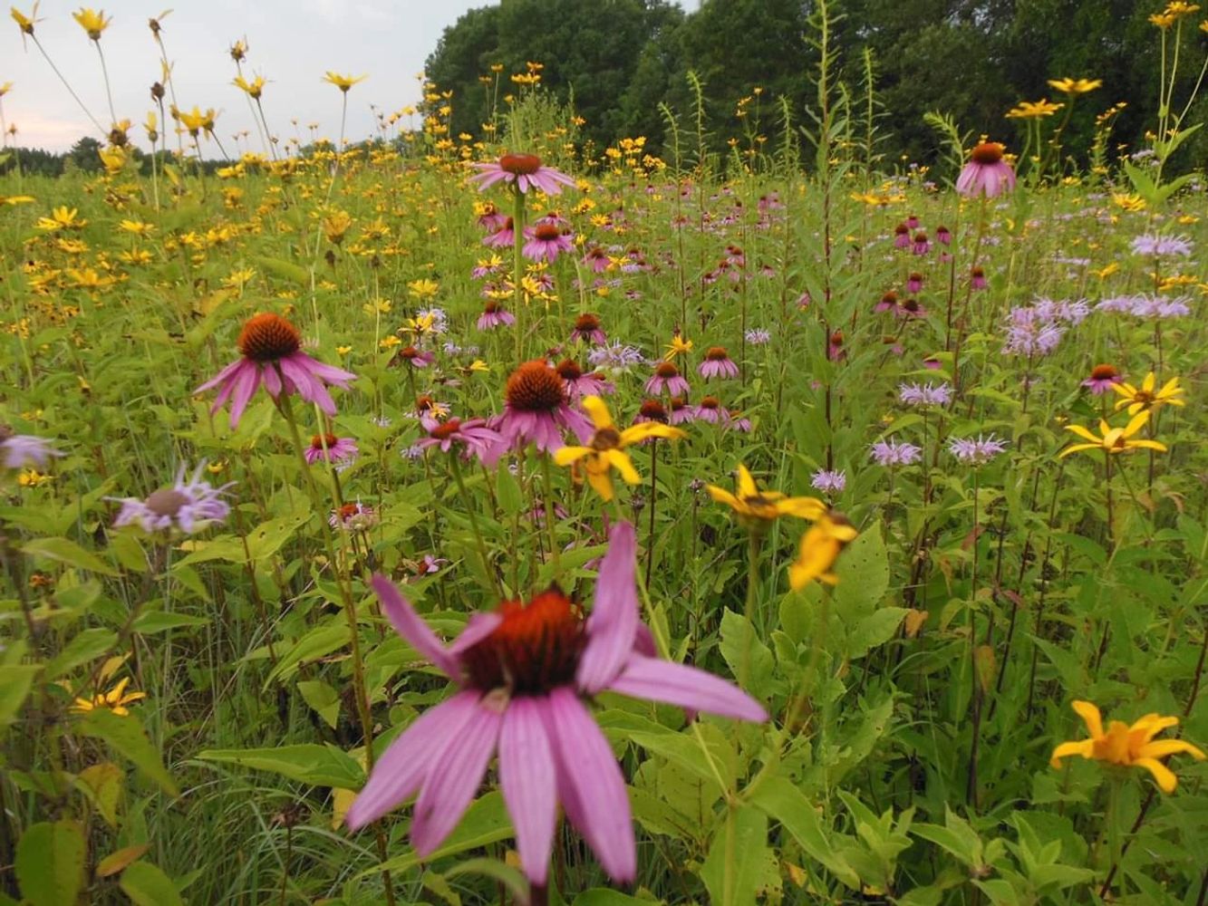 Our Pollinator plot at the County Rd. N Property.