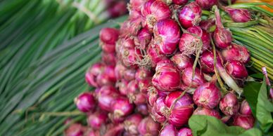 Bundles of fresh red onions.