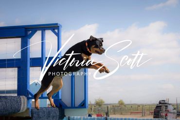 You Don't have to jump big or far, its all about the game and playing with your dog!