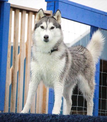 If a Siberian can do it, any and All Breeds can!! Come to The Dog Pool and have fun with your dog