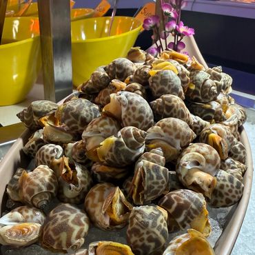 Pile of fresh spotted sea snails chilled on a bed of crushed ice.