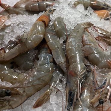 Fresh raw whole shrimp with heads on a bed of crushed ice.
