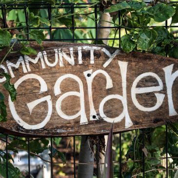 Wooden sign reading 'Community Garden' on a fence with ivy.