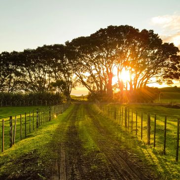Sunset through trees over a countryside path.